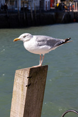 seagull on harbour post Looe Cornwall