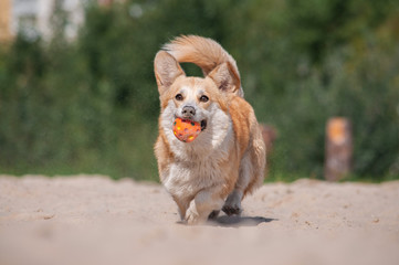 cute red dog welsh corgi pembroke is running and playing with ball