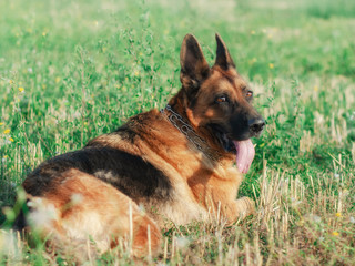 dog, German shepherd lies on a green young grass among Flowers of yellow color