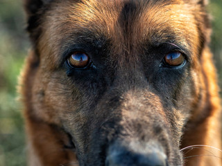 Sad German Shepherd on the grass on sunny day, close up