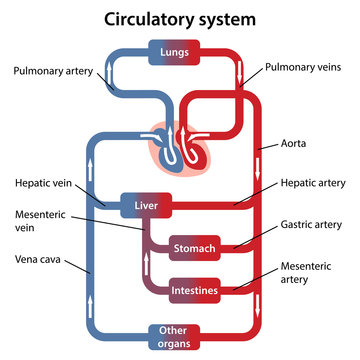 human circulatory system diagram labeled basic