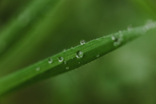 macro details of plants