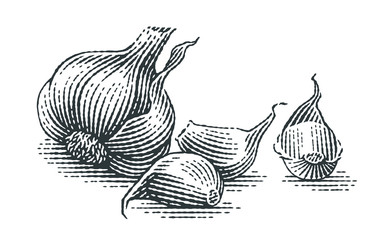 Garlic composition. Hand drawn engraving style illustrations.