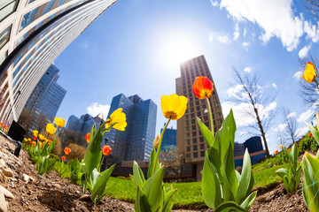 Spring tulips and Pittsburg downtown buildings view