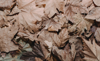 Colorful orange background of brown dry maple leaves. from above