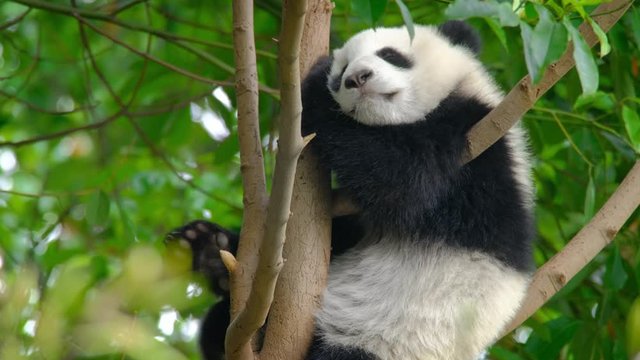 Giant panda bear cub on a tree