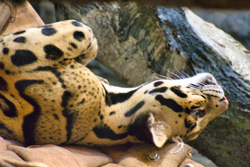 CLOUDED LEOPARD or NEOFELIS NEBULOSA sleeping on back without a care in the world. Cat nap.