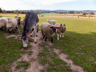 Esel, Ziege und Schafe auf einer Weide. Im Hintergrund sieht man das Wiehengebirge.