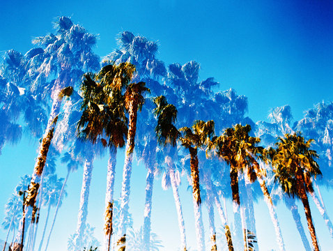 palm trees double exposure against bright blue sky