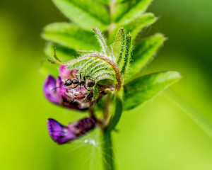Ant on flower