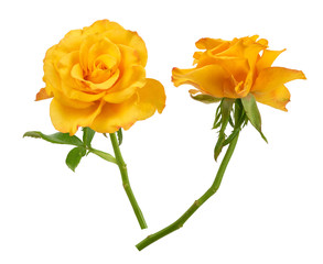 open bud of a beautiful yellow blooming rose on a green stem