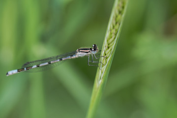 Damselfly