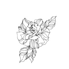 Vector Rose floral botanical flowers. Black and white engraved ink art. Isolated roses illustration element.
