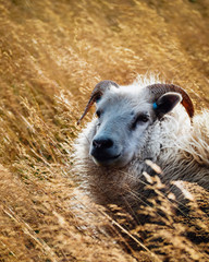 Icelandic sheep, Snaefellsnes Peninsula, West Iceland © Ewelina