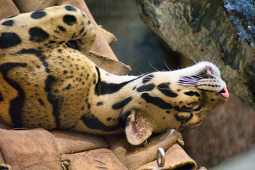 CLOUDED LEOPARD or NEOFELIS NEBULOSA sleeping on back without a care in the world. Cat nap.