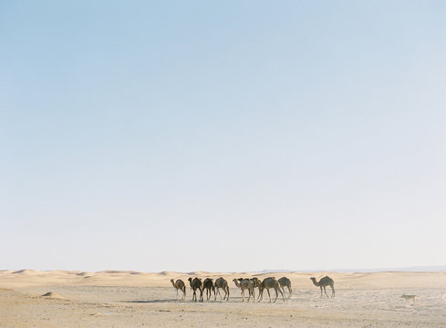 Sahara Desert Morocco Camels