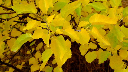  Branches of trees with yellow foliage
