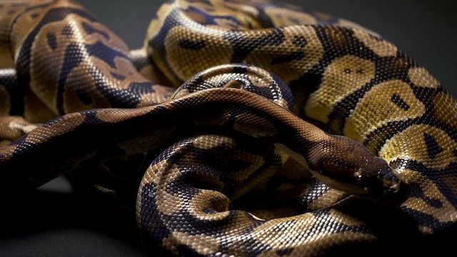 Footage of ball python in dark background