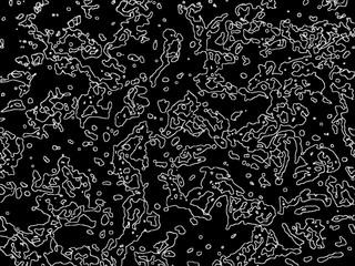 seamless black and white pattern with flowers