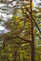 Brown pine trunk in the sunlight
