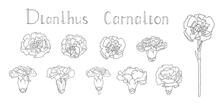Vector illustration. Collection of hand drawn floral elements isolated on white background. Clip art for your design. Handwritten lettering. Translation - Carnation