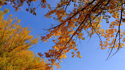  Branches of trees with yellow foliage