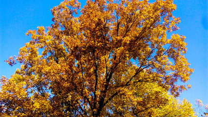 Naklejka premium yellow tree in autumn