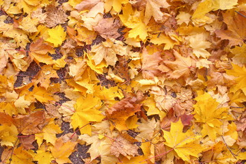 Fototapeta na wymiar Yellow fallen maple leaves on the sand. Horizontal.