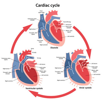 Diagram of the phases of cardiac cycle with main parts labeled. Circulation of blood through the heart. Vector illustration in flat style