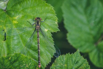 dragonfly