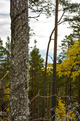 Fototapeta premium Arrow sign on pine trunk in the forest