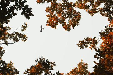 Eagle flying over trees in autumn