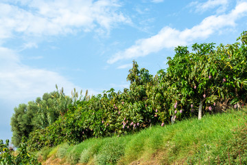 Fototapeta na wymiar Cultivation of exotic sweet fruit mango in subtropical Malaga-Granada tropical coast region, Andalusia, Spain, plantations of mango trees