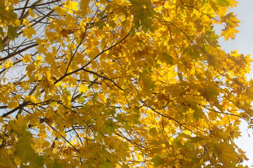 Image of a tree with a branch covered with yellow foliage