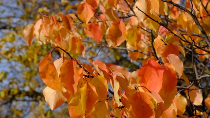  Branches of trees with yellow foliage