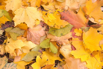 Yellow fallen maple leaves on the sand. Horizontal.
