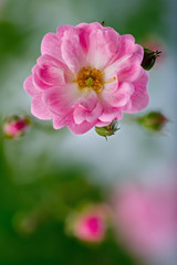 Rose flowers photographed close-up. Ornamental vegetation in the garden.