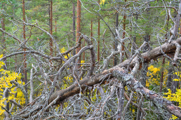 Dry fir tree fell from the wind