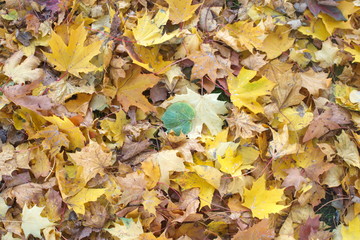 Image of yellow autumn fallen leaves on green grass