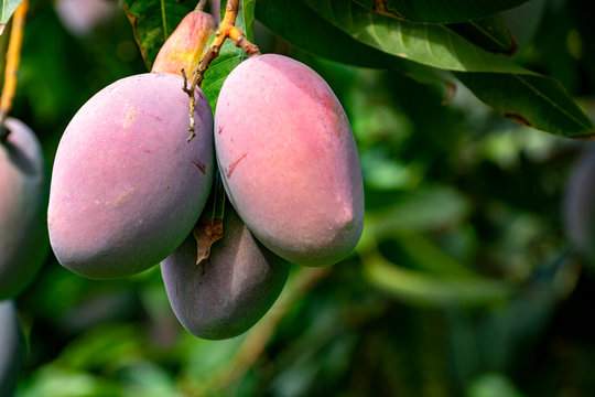 Cultivation of exotic sweet fruit mango in subtropical Malaga-Granada tropical coast region, Andalusia, Spain, ripe mango fruits in tree