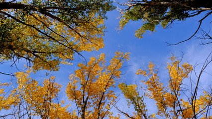  Branches of trees with yellow foliage