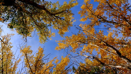  Branches of trees with yellow foliage