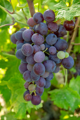 Grapes, vineyard, Izmir / Turkey