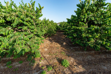 Plantations of cherimoya custard apple fruits in Granada-Malaga Tropical Coast region, Andalusia, Spain, green cherimoya growing on tree
