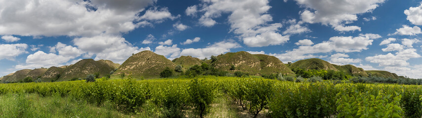 Fototapeta na wymiar Agricultural orchard in front of green hills panorama