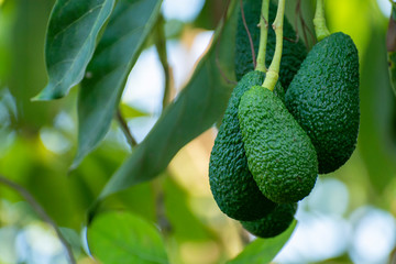 Cultivation of tasty hass avocado trees, organic avocado plantations in Costa Tropical, Andalusia, Spain - obrazy, fototapety, plakaty