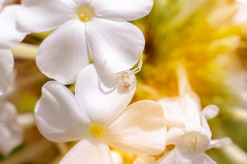 Naklejka na ściany i meble Little white spider crawls on white flower petals, bright sunny day, close-up,macro