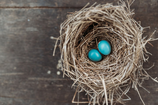 Premium Bird Nest Robin Stock Assets Adobe Stock Premium Bird Nest Robin Stock Assets Adobe Stock