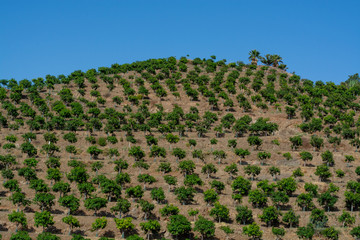 Cultivation of tasty hass avocado trees, organic avocado plantations in Costa Tropical, Andalusia, Spain