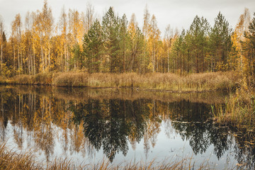 Красивый осенний лес отражается в зеркале пруда